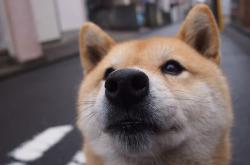 LOL决赛-德甲争冠战之夜，奥斯梅恩，大场面先生