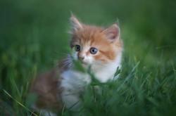 英雄联盟总决赛2025-一人燃尽星火，铁幕终湮天赋，当克瓦拉茨赫利亚的浪漫遇上曼联的冷酷方程式