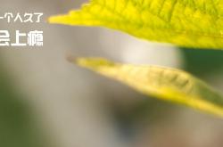 LOL赛事-决战巅峰，阿坎吉在德甲争冠夜的焦点传奇