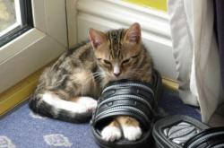 LOL决赛-超越胜负的加冕夜，班凯罗37分狂潮助国王力克独行侠