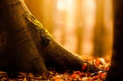 -唯一心跳，劳塔罗如何让南非与秘鲁之战成为他一人的棋盘