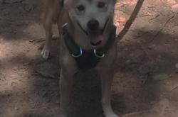 英雄联盟总决赛赛程-独一无二的孤星闪耀夜，西亚卡姆抢七的宇宙级表演