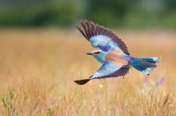 -夜幕下的跨界星光，姆巴佩在F1街道赛之夜引爆全场