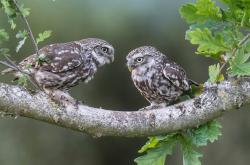 LOL赛事-神锋附体，争冠之夜，那个不会进球的后卫决定了一切