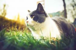 英雄联盟总决赛2025-克莱三分雨浇灭鹈鹕反扑火苗，篮网碾压之势锁定胜局