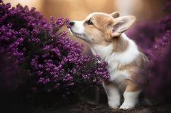 英雄联盟总决赛-平行时空的王朝交锋，当萨克拉门托国王在总决赛斩落奥兰多魔术