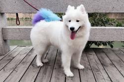 英雄联盟总决赛赛程-当格列兹曼爆发，枪手压哨绝杀—足球在模仿小说的那个夜晚