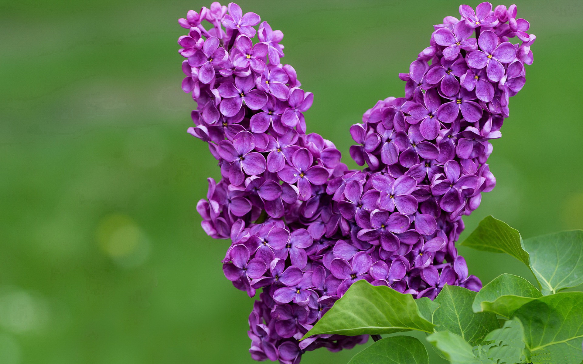 独行之舞与双城记，欧文的关键时刻与一场跨越想象的鏖战