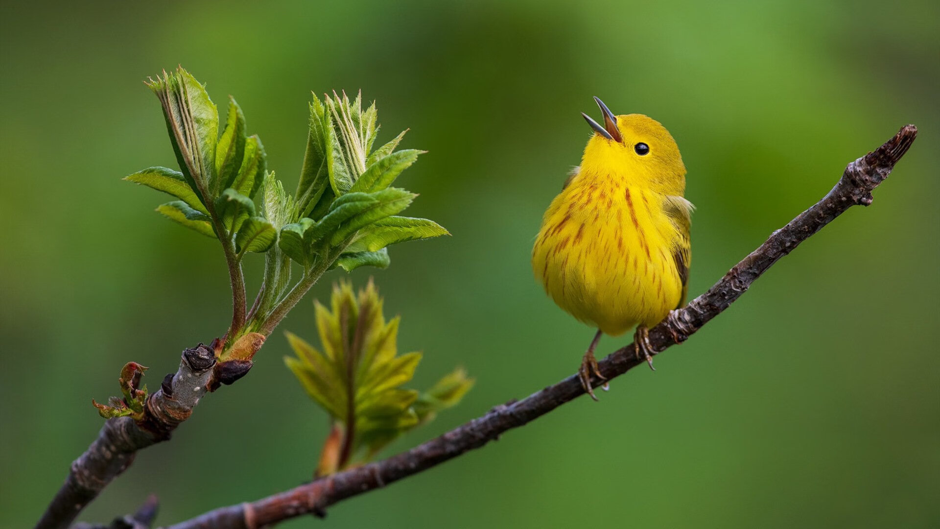 节奏的艺术，灰熊的编织与伦纳德的利刃