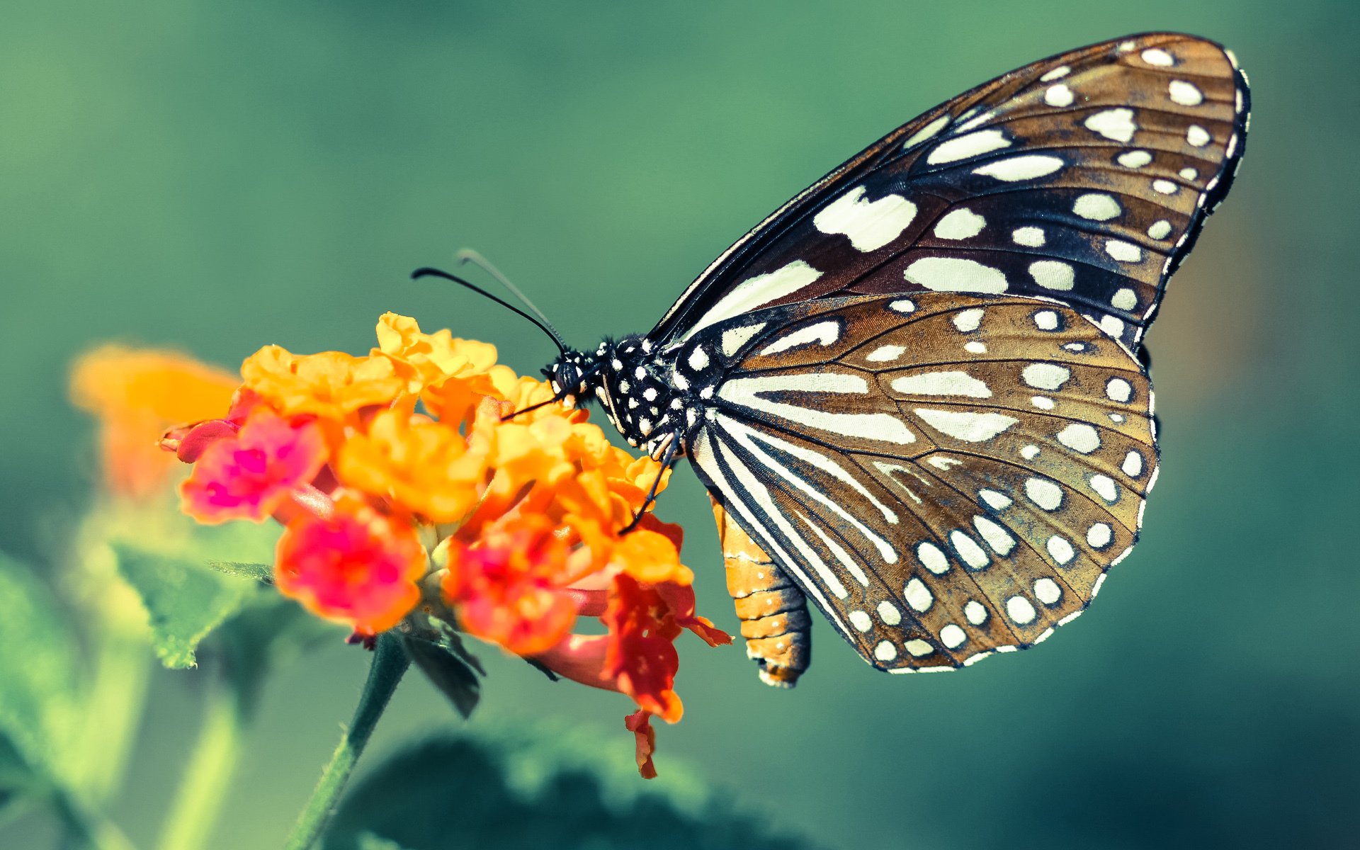 足球门将成篮球MVP?西甲德比夜神秘前锋竟在NBA淘汰赛绝杀雷霆