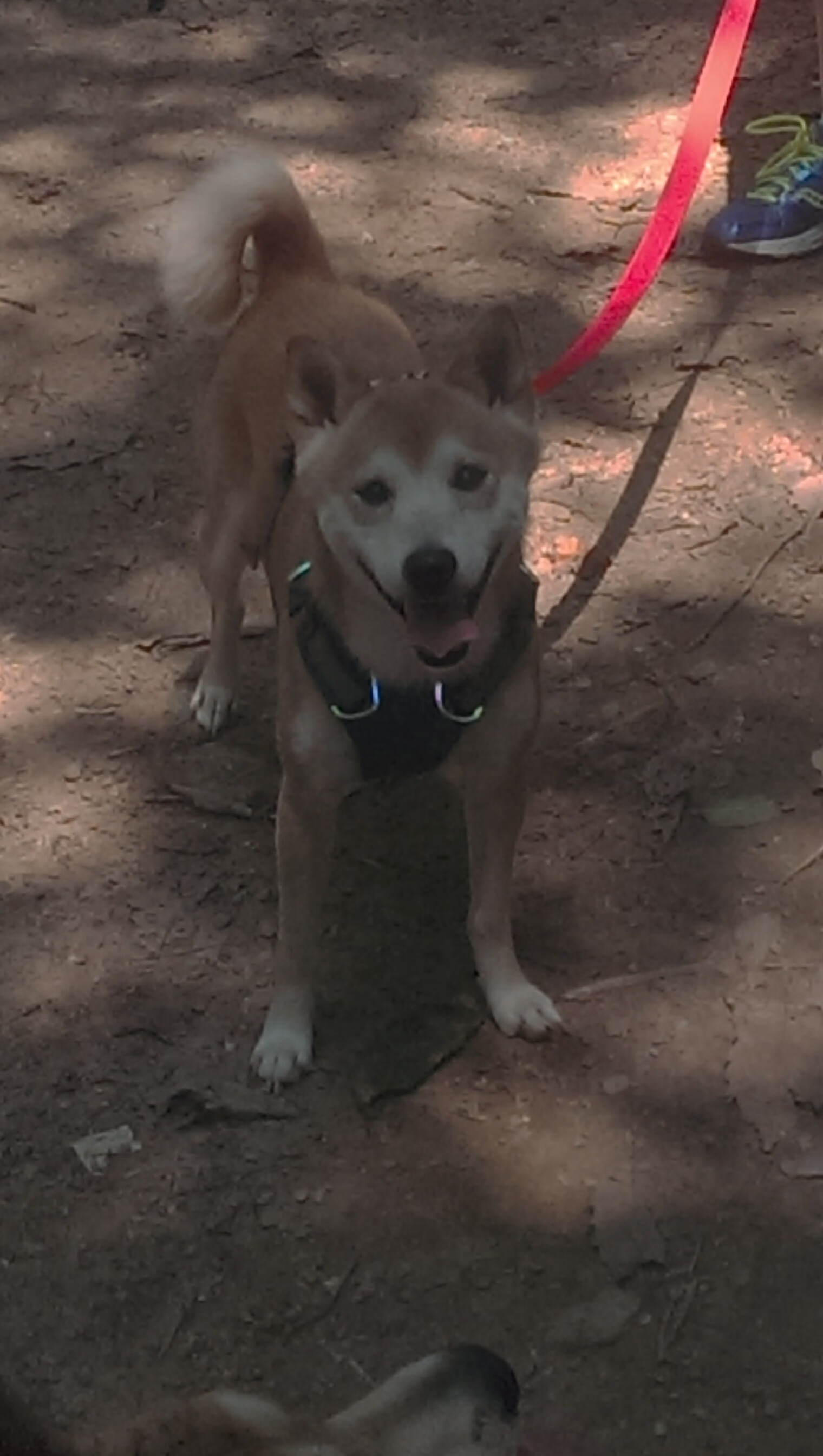 夜幕下的跨界星光,姆巴佩在F1街道赛之夜引爆全场