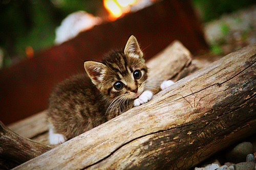 惊天逆转！战争最后的召唤—劳塔罗，大场面先生！