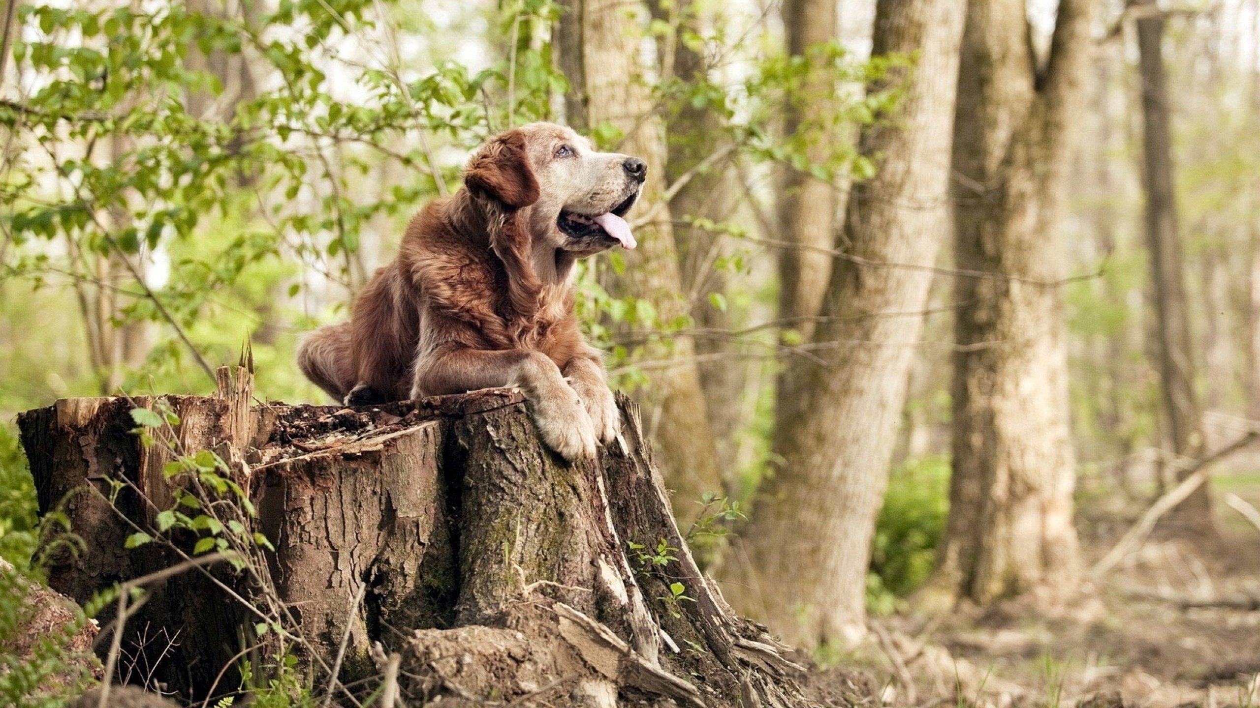 铁血意志！凯塞多关键制胜，墨西哥强势粉碎塞内加尔