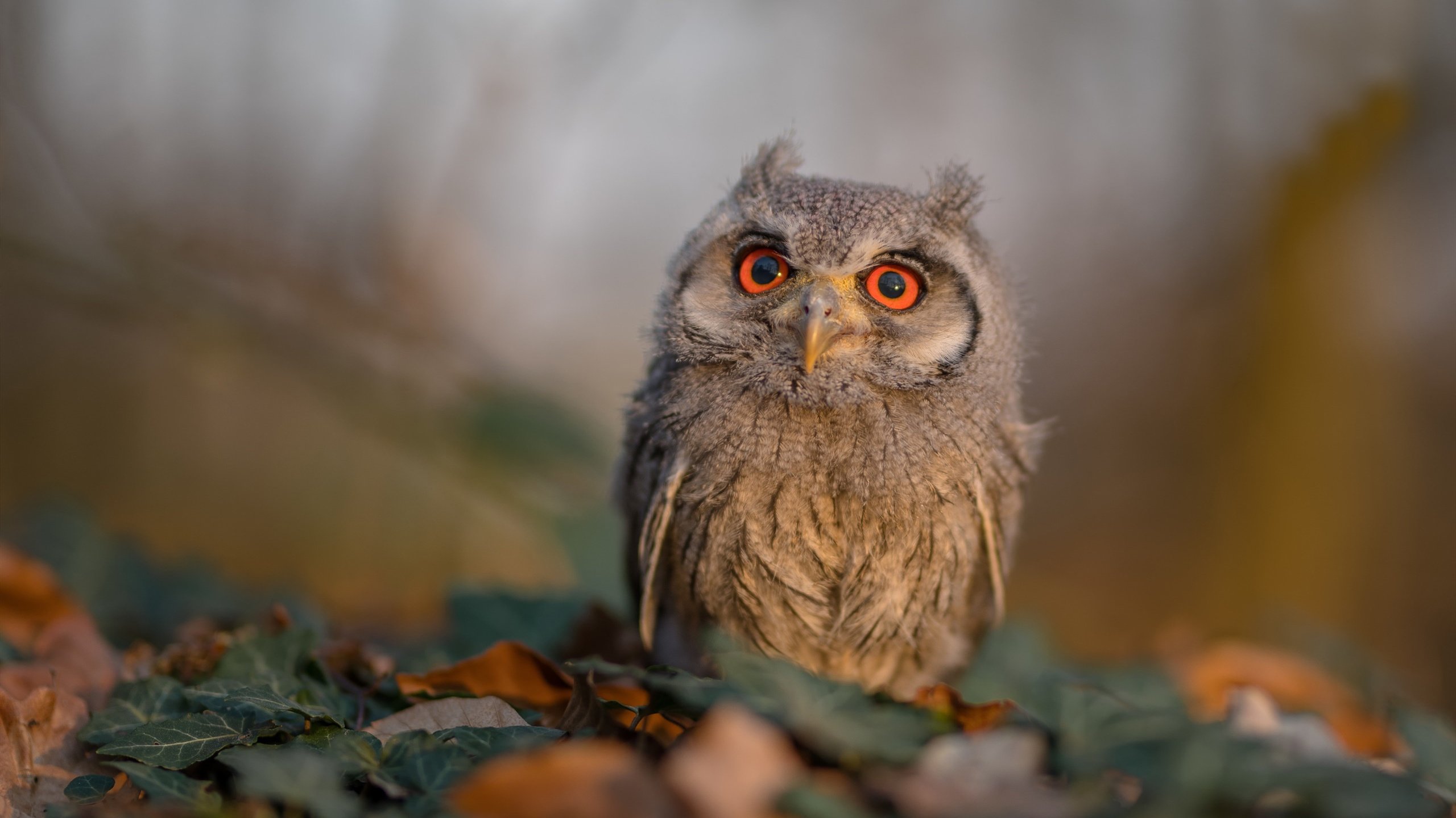 量子纠缠与三分雨，当范弗利特在华盛顿撕开空间裂缝