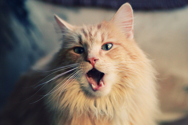 绿与黄的直接碰撞，当德甲争冠的命运握于一场阿尔及利亚与乌克兰的私人战争