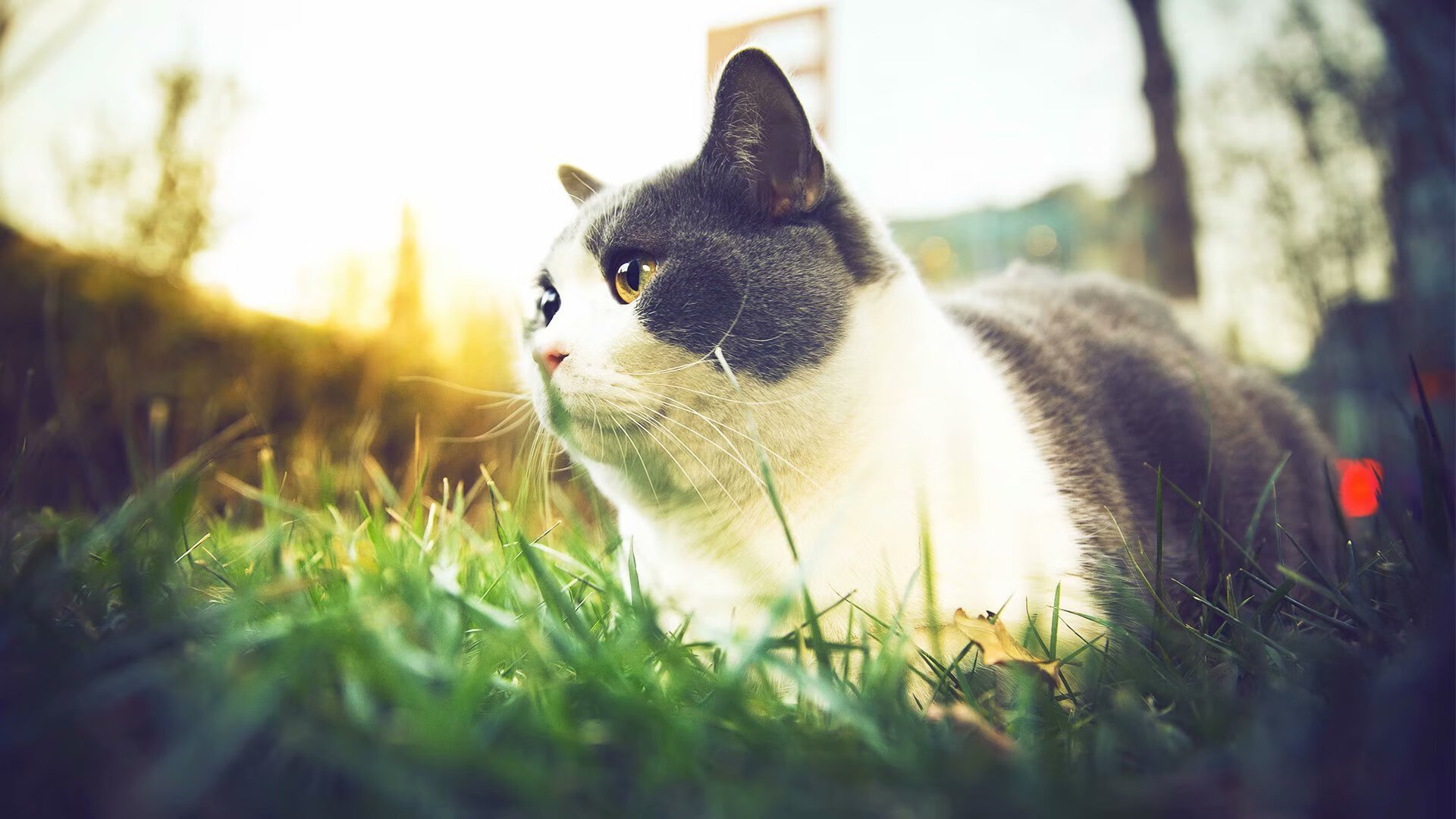 克莱三分雨浇灭鹈鹕反扑火苗，篮网碾压之势锁定胜局