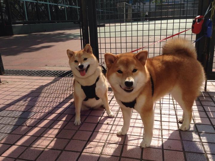 足球之美的两幅面孔，京多安的孤星闪耀与罗马的红色雷霆