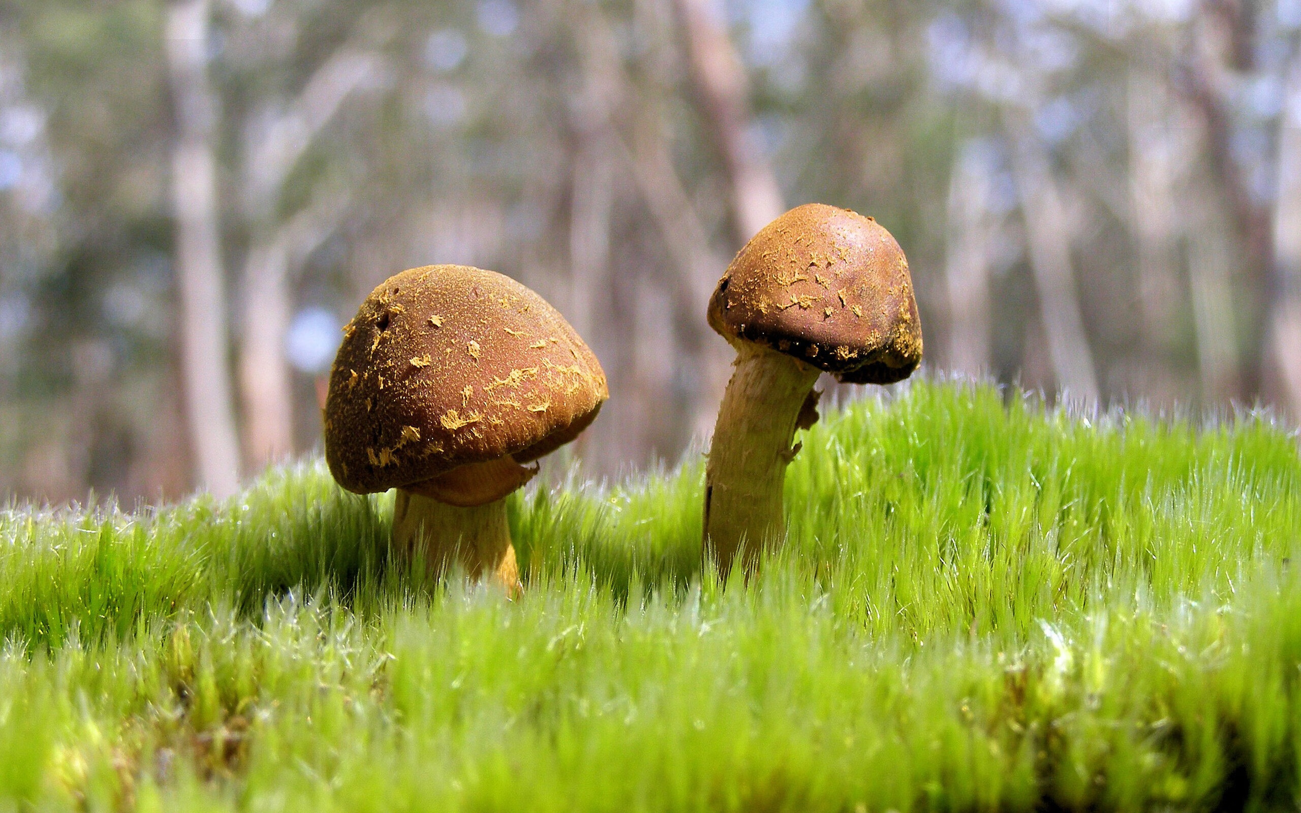 唯一性闪耀,安哥拉绝杀塞内加尔的奇迹与德布劳内意甲焦点战的统治力