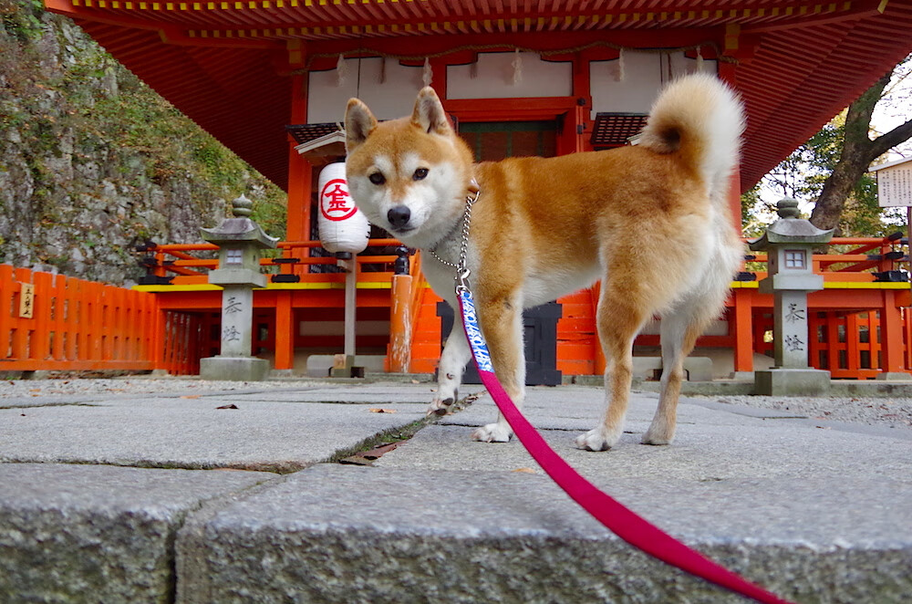 今夜只有一个名字，奥利维耶导演喀麦隆式碾压，塞维利亚的骄傲被击碎