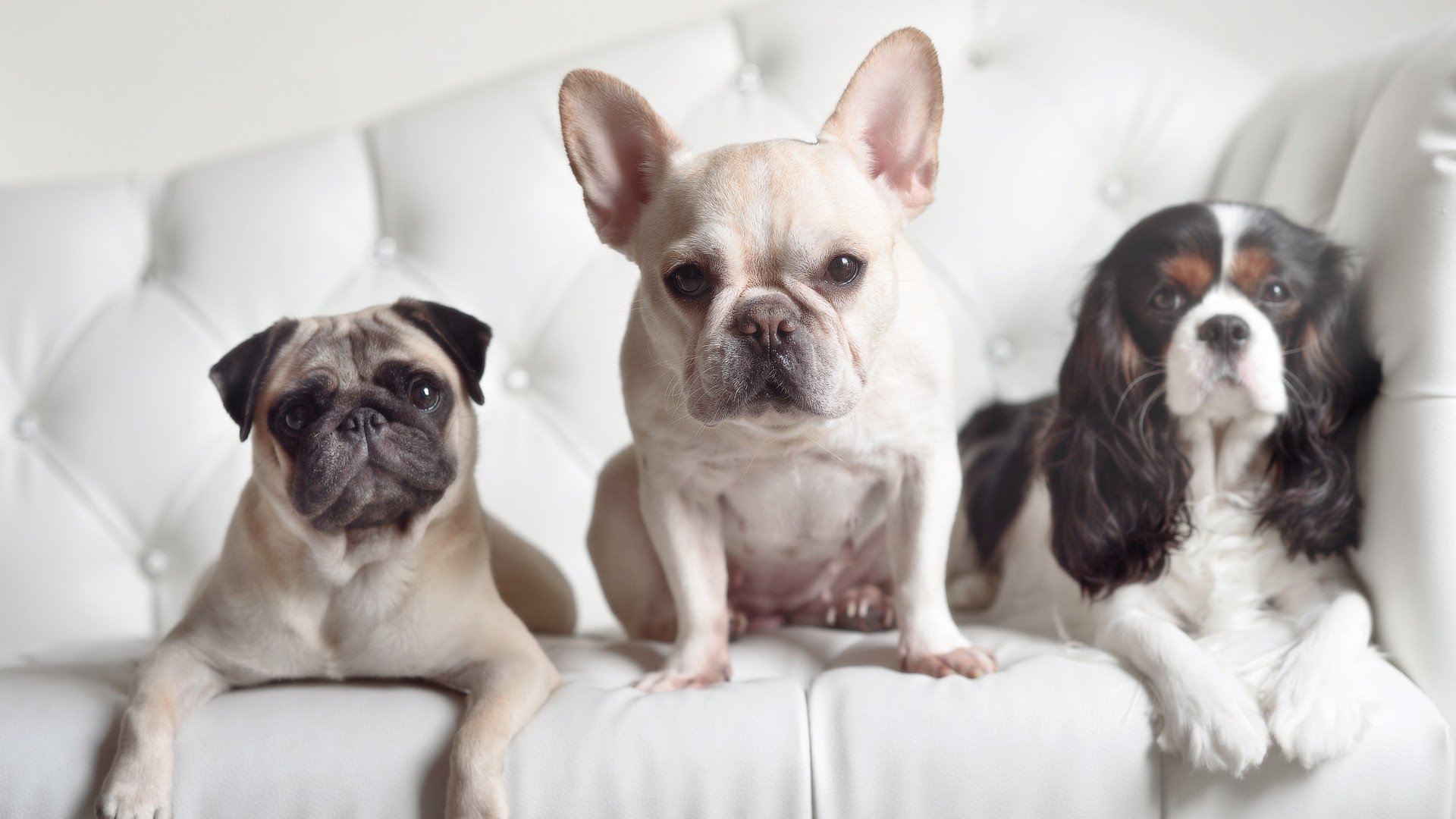 生死逆转，唯一神迹，西决焦点战，尼斯撕裂乌拉圭的永恒瞬间