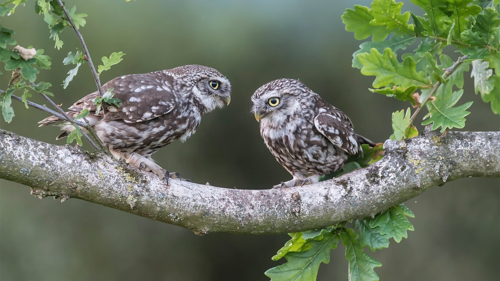 中锋的末日与新生，恩比德单核屠狼的异类教科书